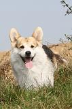 CORGI PEMBROKE 270